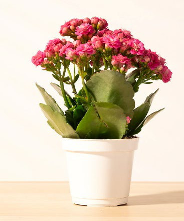 長壽花