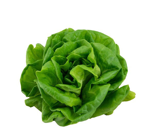奶油生菜 / 萵苣