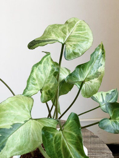 油畫合果芋