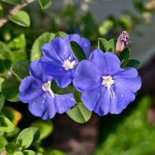 藍星花