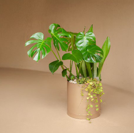 龜背芋