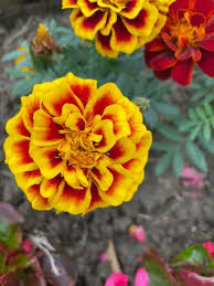 芳香萬壽菊