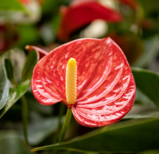 紅掌 / 火鶴花