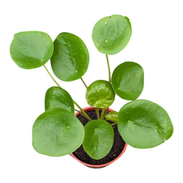 鏡面草