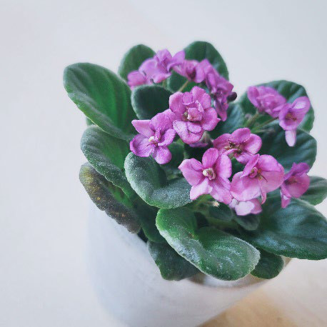 非洲堇 / 聖保羅花
