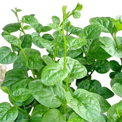 大葉木耳菜 / 皇宮菜