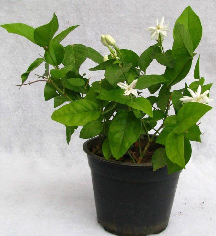 茉莉花
