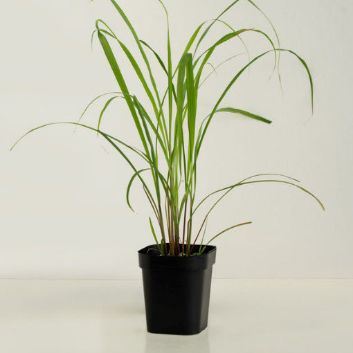 檸檬香茅