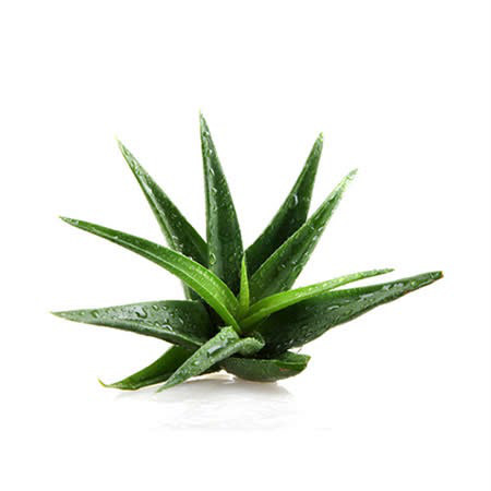 蘆薈
